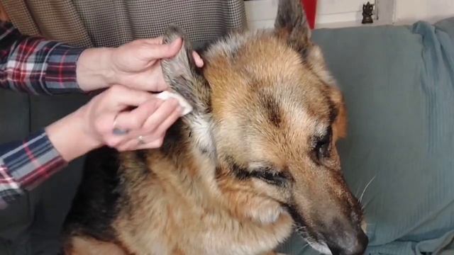 уход за ушами и глазами собаки смотреть онлайн