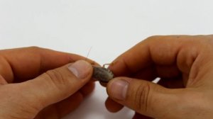 Что такое мраморный таракан? / Nauphoeta cinerea / Кто такой?