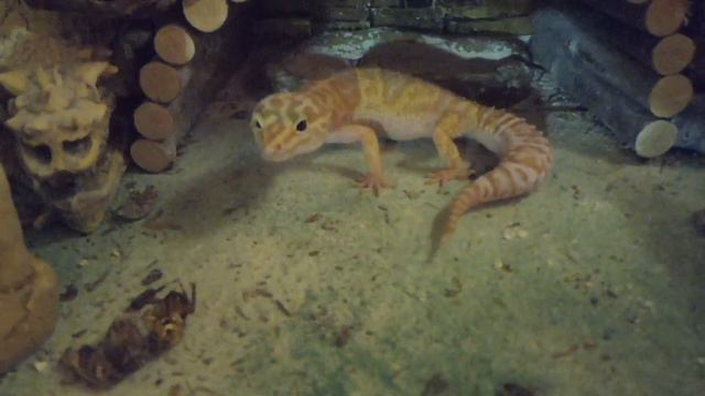 СУРОВЫЕ будни ОТЦА семейства / Бурмизы Ириска и Самоцвет родители малышей 06/05/2022 смотреть онлайн