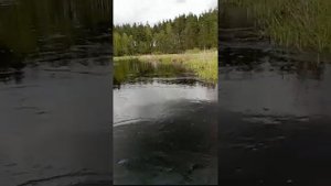 поездка на речку поля на мопеде альфа лесник /Шатурский район