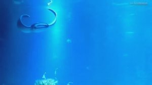 Океанариум в Лиссабоне. Португалия