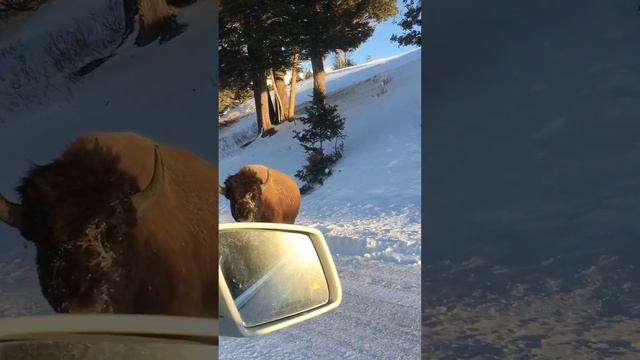 Yellowstone Bison road block