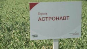 Сорта гороха селекции SAATEN-UNION: МАДОННА, КЛЕОПАТРА, АСТРОНАВТ, САЛАМАНКА, ОСТИНАТО