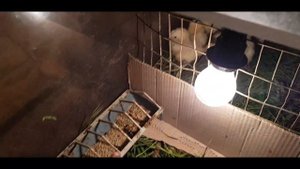 Как выращивать Циплят, Утят и Гусят вместе, делюсь опытом ?