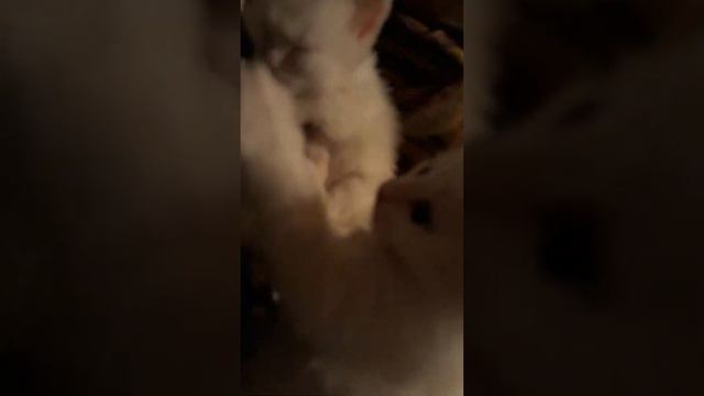 котята Турецкий ван
