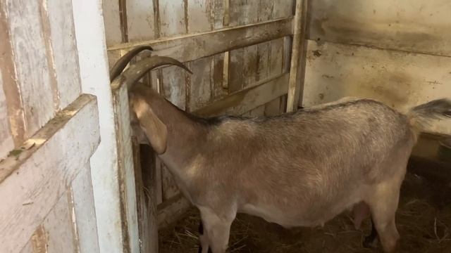 Козья пятиминутка.Окоты.Козлята//