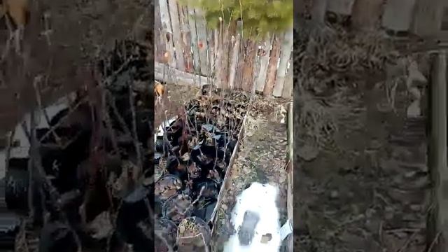 Саженцы яблони и груши весна 2023 г. смотреть онлайн