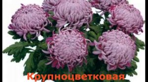 Хризантема обрезка, формирование, виды хризантем.