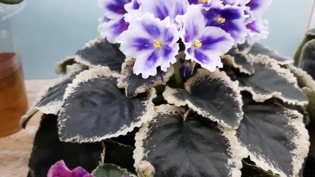 Цветущая полочка! Что цветёт в начале марта. смотреть онлайн