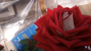 розы в ведре