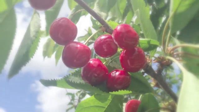 Первая Черешенка - First Cherry - Relax Music Video
