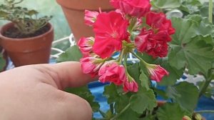 ПЕЛАРГОНИЯ АННА КАРЕНИНА ЭТО ДОРОГО - БОГАТО ЛЮБОЙ КОЛЛЕКЦИИ // ВАЦАП ДЛЯ ЗАКАЗА 8-915-245-81-59