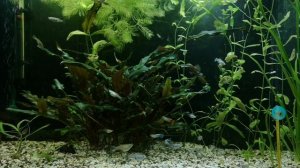 ПЛАТИДОРАС.СОДЕРЖАНИЕ В АКВАРИУМЕ