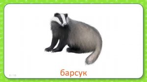 Развивающие карточки Домана для детей Дикие животные