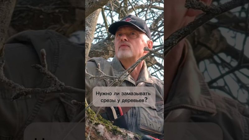 Нужно ли замазывать срезы у деревьев?
