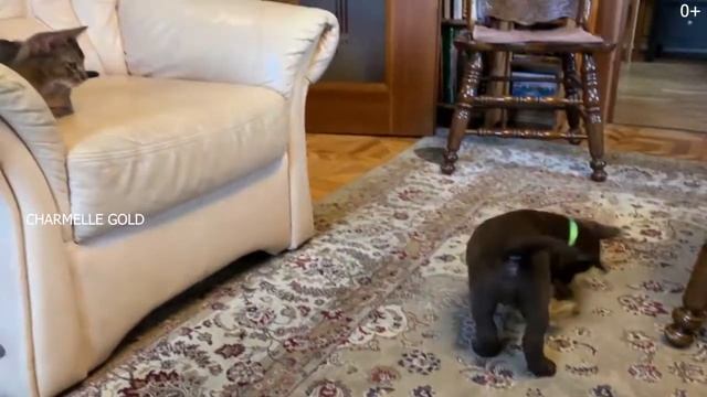 Маленькая история о лабрадоре Л И О Н 2020г. смотреть онлайн