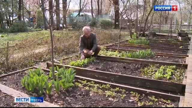 Ботаническая кухня - салат из березовых листьев! смотреть онлайн