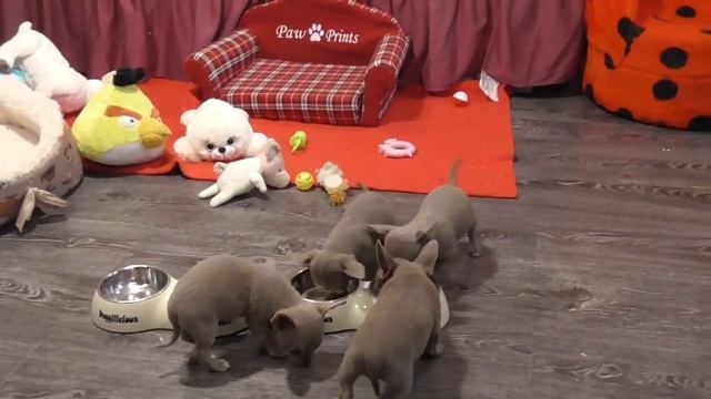 Лиловые ЧИХУАХУА @ Как и что едят наши щенки чихуа @ chihuahua