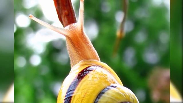 Топ 10 самых милых и красивых насекомых