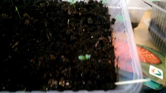 Клубника, картофель и физалис. 16.04.17. Часть 2. смотреть онлайн