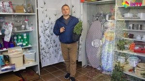Ель сизая "Daisy’s White" (Picea glauca)