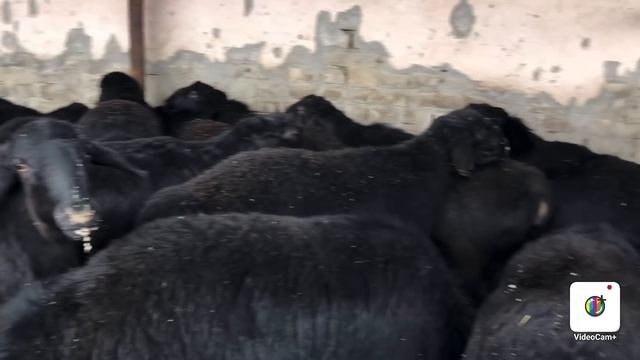 Margilon KOMBINAT optom QOY bozori NARXLARI