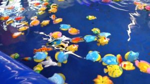 Больщой бассейн с рыбками Ловим много рыбок