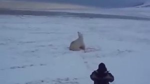 Убили белого медведя / killed a polar bear