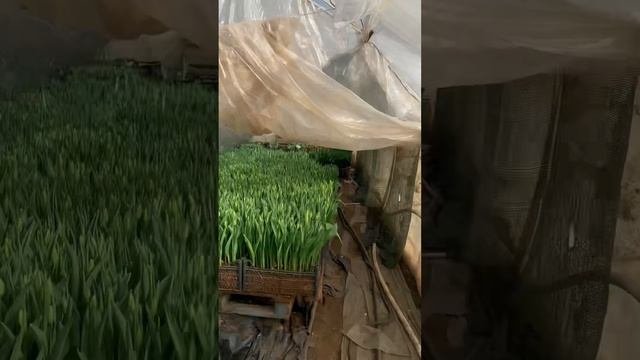 Свежие тюльпаны оптом к 8 марта. Тюльпаны Юга России ?Выгонка тюльпанов?