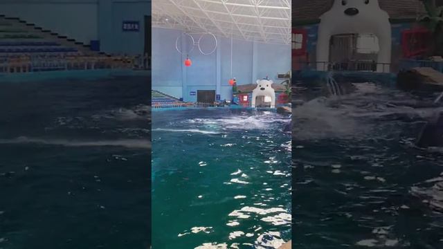 Удивительный показ талантов Little Dolphin!