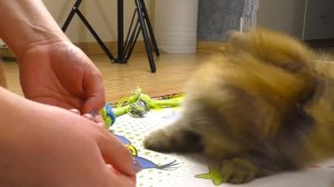 ? Щенкам 6 недель. Шпиц пробует сушеную трахею. Как приучить собаку к пеленке. Щенок играет.