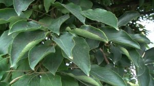 Актинидия аргута Челябинская.