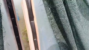 Купил туманообразователь Mispray у И. Богородского ооо клубника