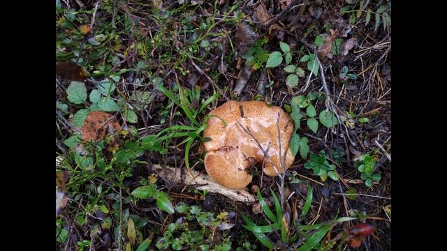 Звук гриба смотреть онлайн