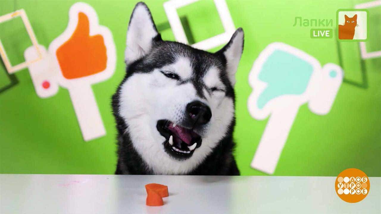 А у нас - "Лапки live": про животных, для животных. Доброе утро. Суббота. Фрагмент выпуска от 02....