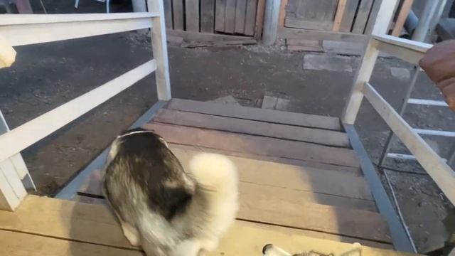 сегодня хаски будут петь от холода + снял с Бэни клеща смотреть онлайн