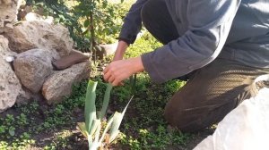 УТЕПЛЯЕМ ФИНИК НА ЗИМУ..ФИНИК В ОТКРЫТОМ ГРУНТЕ.Vselennaya uvlecheniy