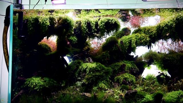 Стрижка крутого акваскейперского аквариума смотреть онлайн