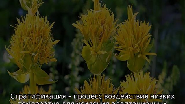 Горечавка желтая: описание, посадка и уход в открытом грунте