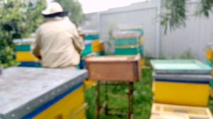 ЛОВЛЯ ДИКИХ РОЁВ, ДЛЯ ТЕХ КТО ХОЧЕТ ПЧЁЛ НО НЕТ ДЕНЕГ, как начать заниматься пчелаводством.