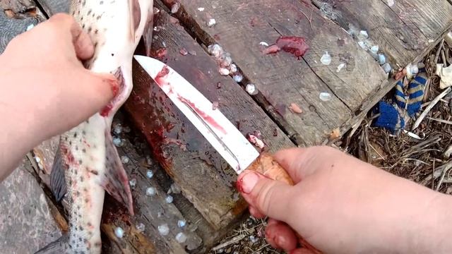 РАЗДЕЛКА ЩУКИ В ДЕРЕВНЕ НА МЯСО ИКРУ И ПОТРОХА. Кухня Аборигена