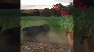 Питбуль против кобана. Собака напала на кабана  жесть