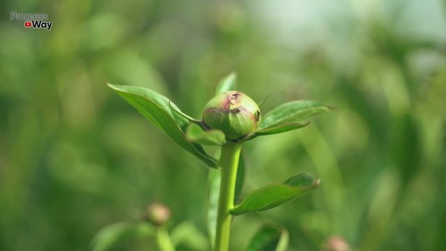 ПРОСТОЙ СПОСОБ НАВСЕГДА ИЗБАВИТЬСЯ ОТ МУРАВЬЕВ! смотреть онлайн