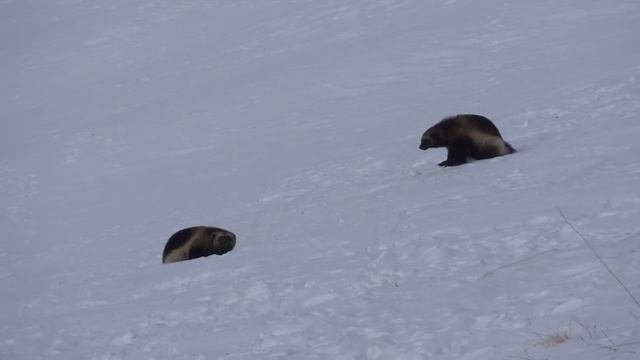 Росомахи