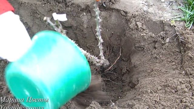 Особенности ПОСАДКИ ЧАЙНО-ГИБРИДНЫХ РОЗ в грунт ранней весной. На что обратить внимание