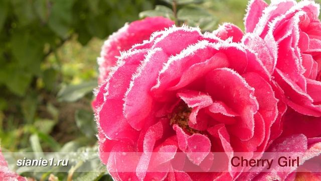 Роза Cherry Girl Kordes смотреть онлайн