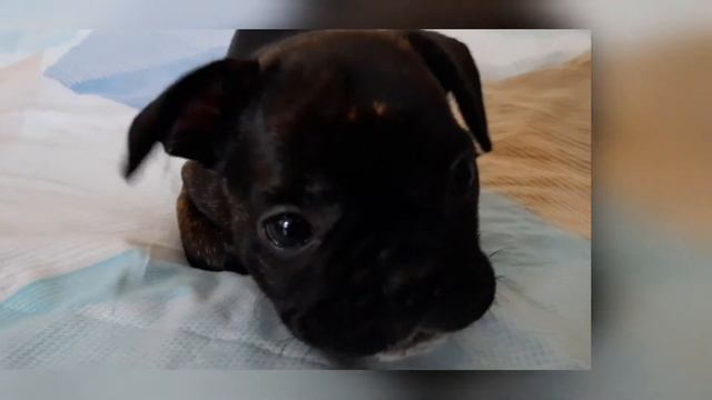 #wee #the #bed #bedtimestories #toilet #paper #thief thie смотреть онлайн