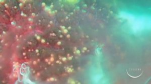 leon.sakh Размножение морской звёзды.