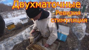 ДВУХМАТОЧНЫЕ! РЕВИЗИЯ И СТИМУЛЯЦИЯ, как перезимовали