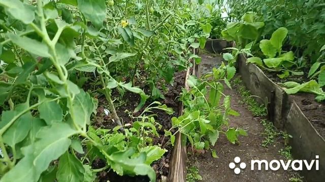 Сделала полив в теплицах, появилось много свободного времени смотреть онлайн